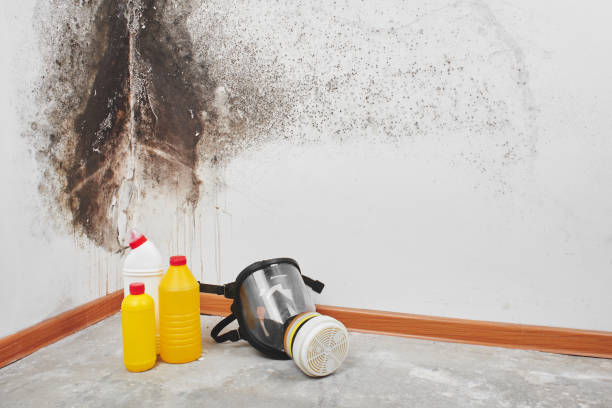 Best White Mold Remediation in Gnadenhutten, OH