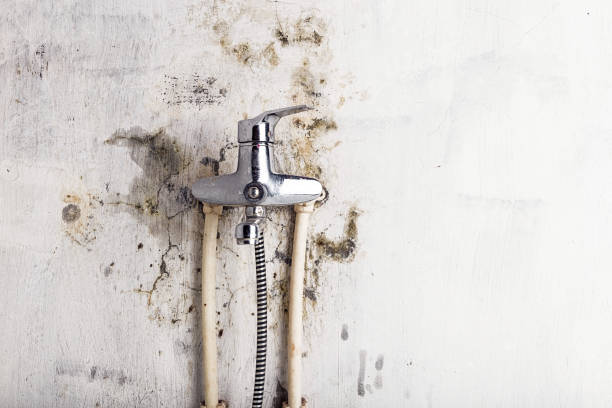 Best Basement Mold Remediation in Gnadenhutten, OH