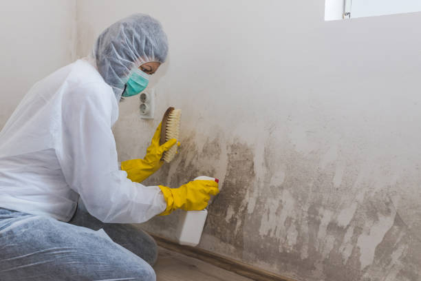 Best Post-Flood Mold Remediation in Gnadenhutten, OH