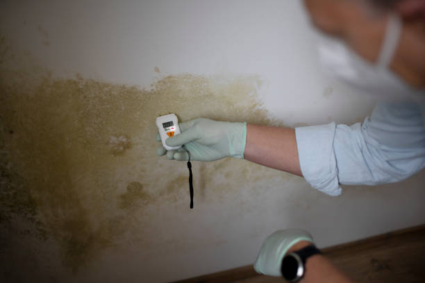 Best HVAC Mold Remediation in Gnadenhutten, OH