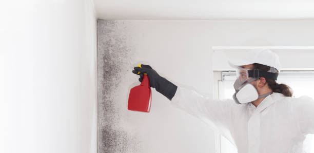 Best Basement Mold Remediation in Gnadenhutten, OH